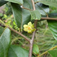 Uvaria sphenocarpa Hook.f. & Thomson